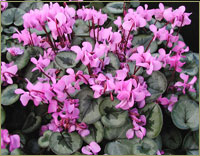 C.coum 'select leaf mixed colors' image